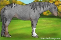 Horse Color:Liver Chestnut Appaloosa 
