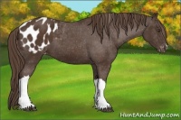 Horse Color:Liver Chestnut Appaloosa 