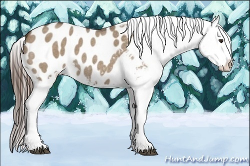 Horse Color:Liver Red Dun Roan Appaloosa 