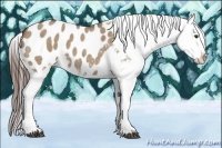 Horse Color:Liver Red Dun Roan Appaloosa 