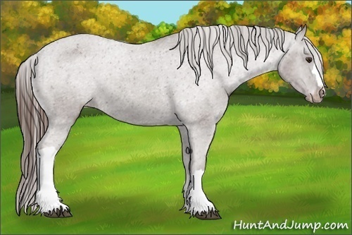 Horse Color:Liver Chestnut Appaloosa 