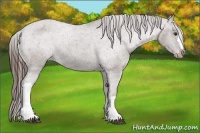 Horse Color:Liver Chestnut Appaloosa