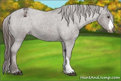 Horse Color:Liver Chestnut Appaloosa
