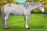 Horse Color:Liver Chestnut Appaloosa 