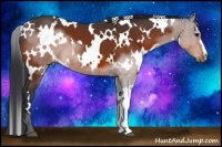 Horse Color:White Spotted Bay 