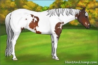 Horse Color:White Spotted Bay Tobiano
