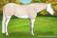 Horse Color:Palomino Pearl Splash 