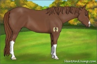 Horse Color:Chestnut 