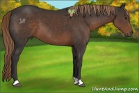Horse Color:Liver Chestnut 