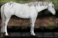 Horse Color:Smoky Black Ice Appaloosa 