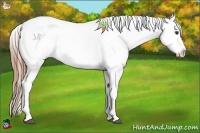 Horse Color:White Spotted Liver Chestnut Appaloosa 