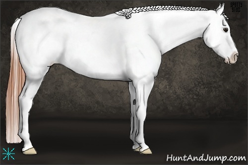 Horse Color:Classic Champagne Sabino Appaloosa Rabicano