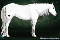 Horse Color:Chestnut Sabino Snowflake VarnishRabicano 