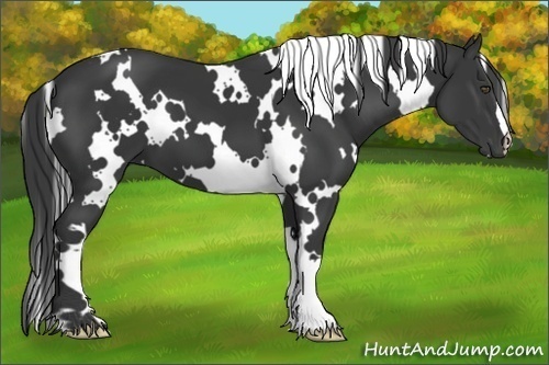 Horse Color:White Spotted Black