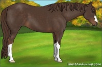 Horse Color:Liver Chestnut 