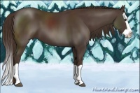 Horse Color:Liver Chestnut Splash