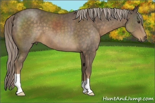 Horse Color:Chocolate Palomino 