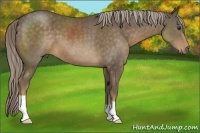 Horse Color:Chocolate Palomino 