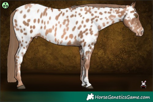 Horse Color:Liver Chestnut Pearl Sabino Near Leopard 