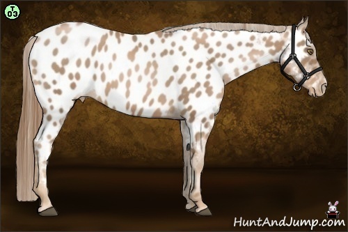 Horse Color:Liver Chestnut Pearl Sabino Appaloosa 