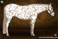 Horse Color:Liver Chestnut Pearl Sabino Appaloosa