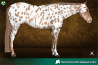 Horse Color:Liver Chestnut Pearl Sabino Near Leopard 