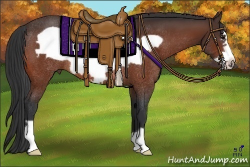 Horse Color:Bay Frame Rabicano 
