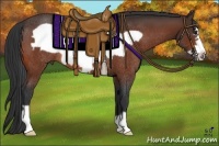 Horse Color:Bay Frame Rabicano 