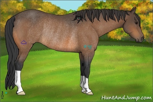 Horse Color:Buckskin Rabicano