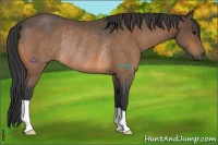 Horse Color:Buckskin Rabicano