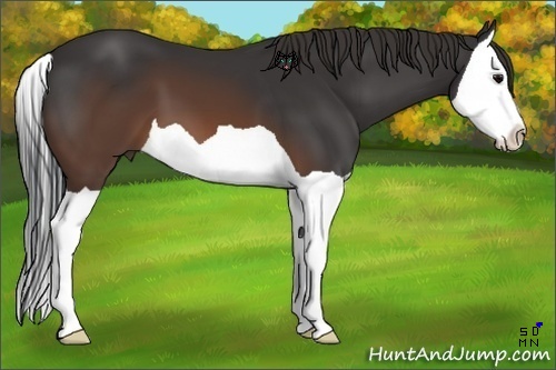 Horse Color:Brown Splash