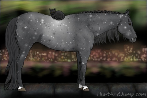 Horse Color:Blue Roan 
