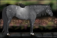 Horse Color:Blue Roan 