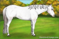 Horse Color:Brown Appaloosa 
