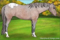 Horse Color:Brown Appaloosa 