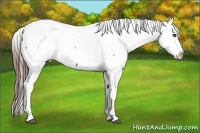 Horse Color:Brown Appaloosa 