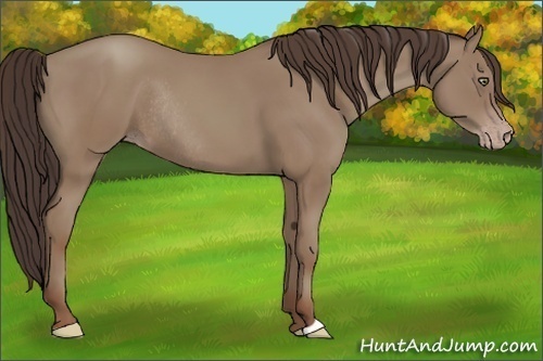 Horse Color:Classic Champagne Rabicano
