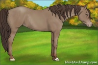 Horse Color:Classic Champagne Rabicano