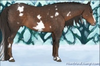 Horse Color:White Spotted Liver Chestnut Frame