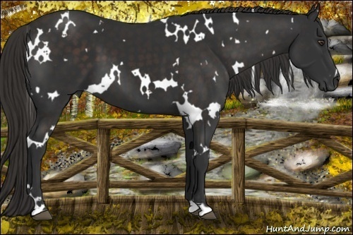 Horse Color:White Spotted Liver Chestnut 