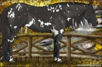 Horse Color:White Spotted Liver Chestnut