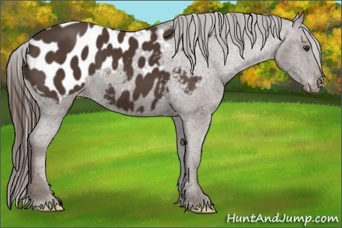 Horse Color:Liver Chestnut Appaloosa 