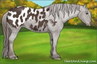 Horse Color:Liver Chestnut Appaloosa