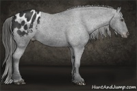 Horse Color:Liver Chestnut Appaloosa 