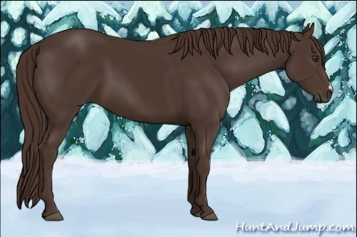 Horse Color:Liver Chestnut 