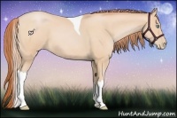 Horse Color:Buckskin Pearl Tobiano