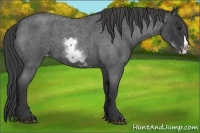 Horse Color:White Spotted Blue Roan Splash Frame Varnish
