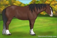 Horse Color:Bay Splash 