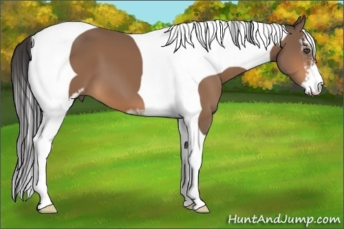 Horse Color:Buckskin Sabino Tobiano 