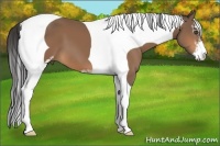 Horse Color:Buckskin Sabino Tobiano